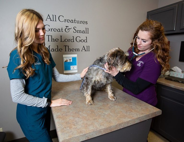 Preventative Care Snodgrass Veterinary Medical Center