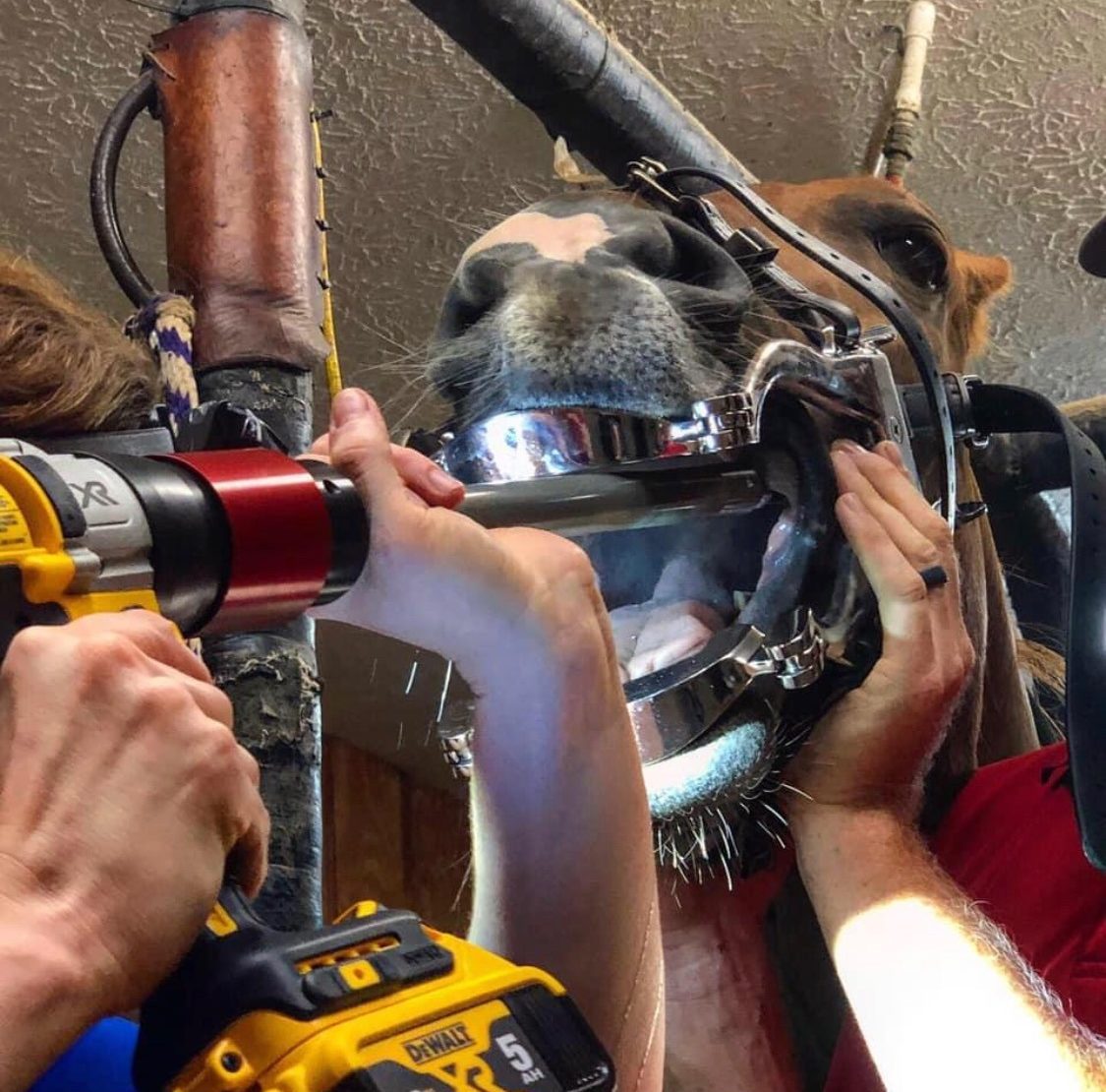 Equine Dentistry Snodgrass Veterinary Medical Center equine-dentistry-snodgrass-veterinary-medical-center