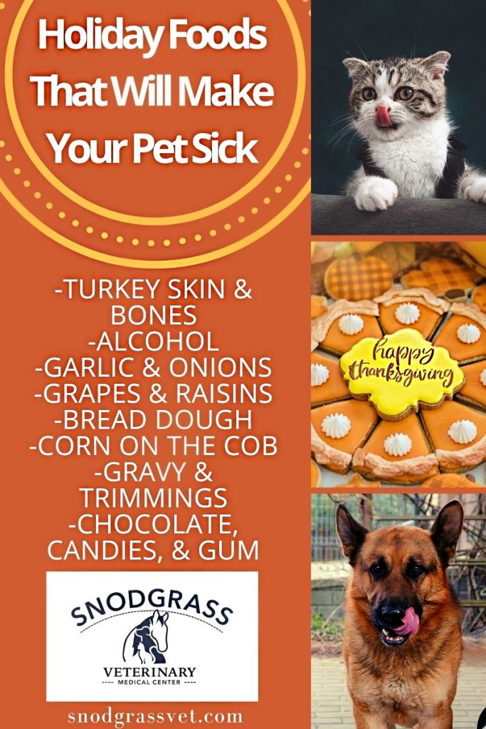 People Foods to Avoid Feeding Your Pets