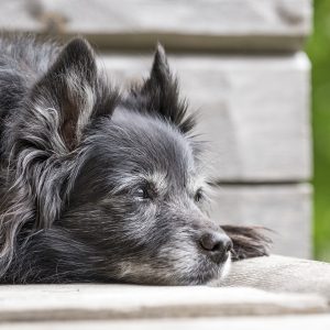 Helping Our Senior Dogs Age Gracefully