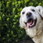 Dental Cleanings Are Important For Your Pet’s Overall Health