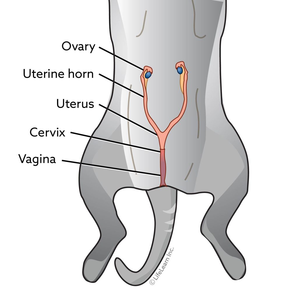 should a female dog have a litter before being spayed