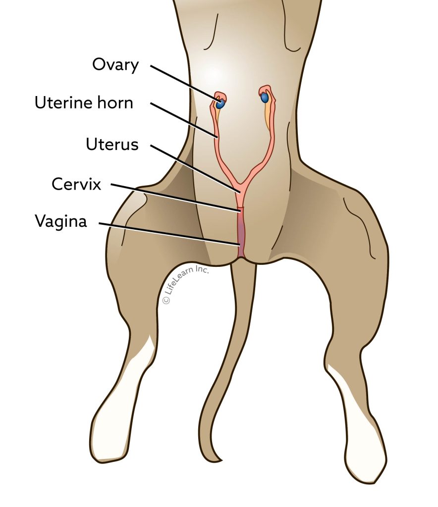 how dangerous is spaying a dog