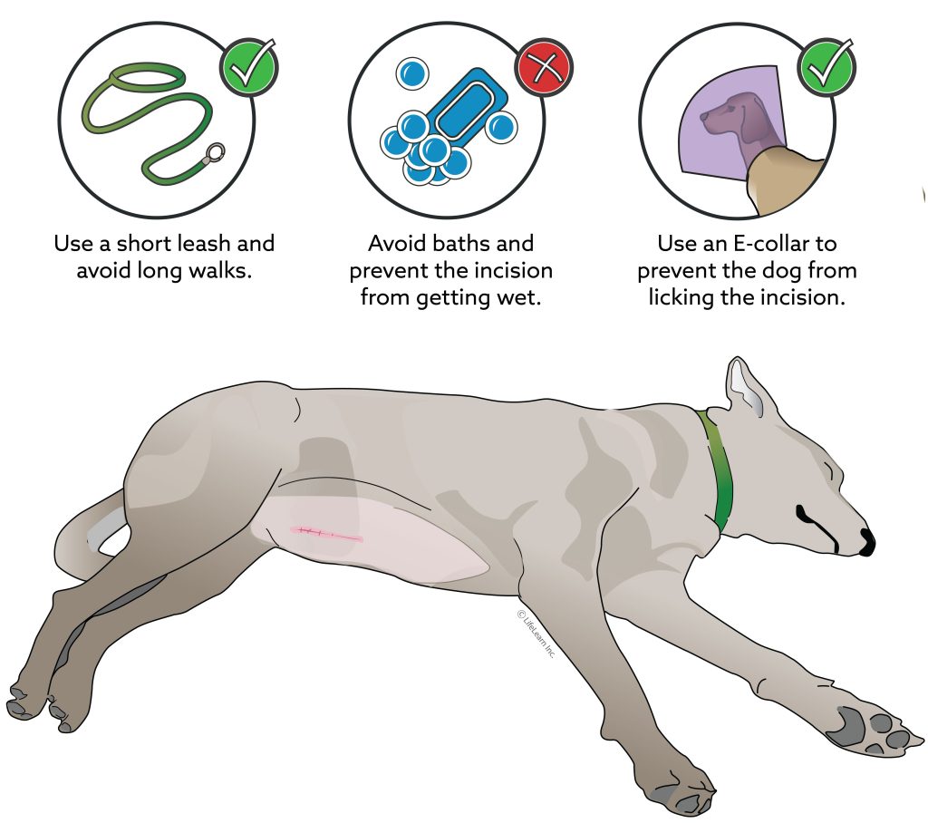 can you spay a dog with pyometra