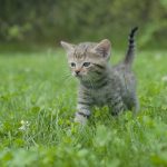 Learn About Feline Vaccines & Their Importance