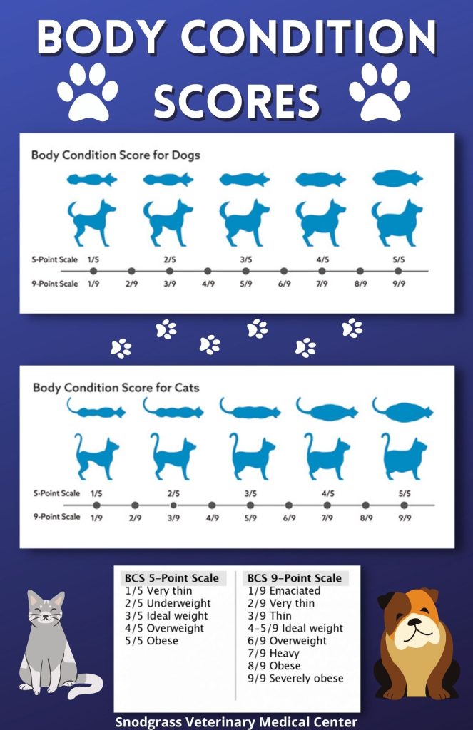 How To Calculate Your Pet s Body Condition Score Snodgrass Veterinary 