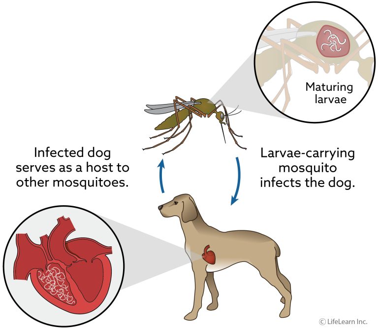 Learn About Heartworm Prevention & Treatment Snodgrass Veterinary