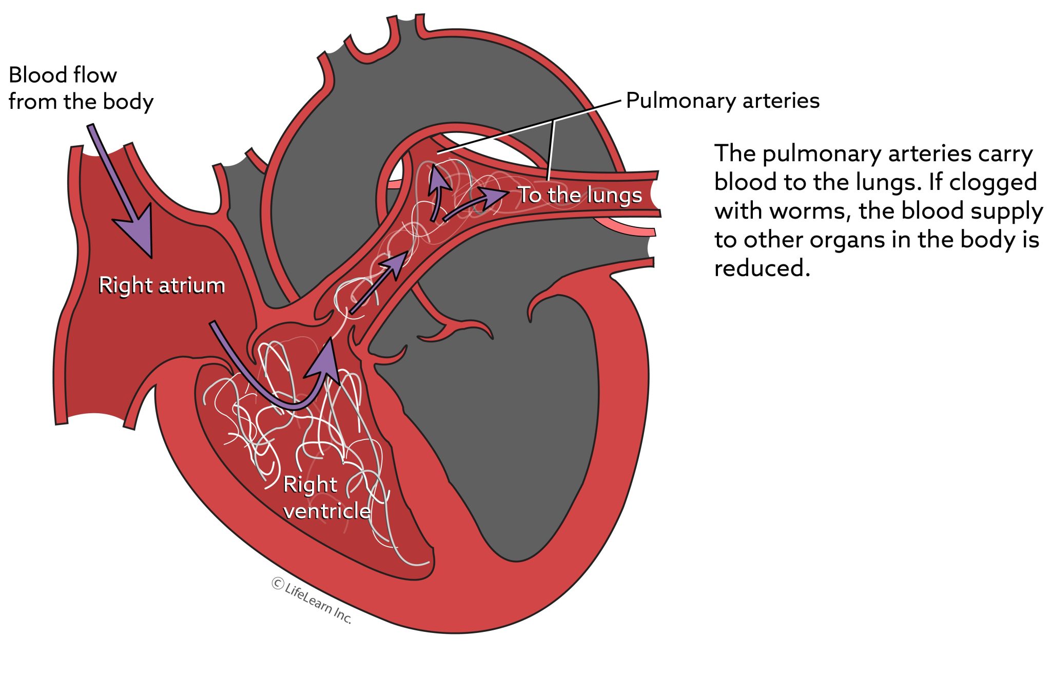 Learn About Heartworm Prevention & Treatment - Snodgrass Veterinary ...