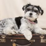 Training Your Pet To Travel