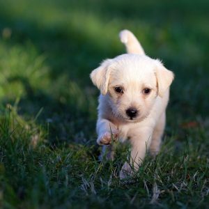 Learn The Basics Of Puppy Training