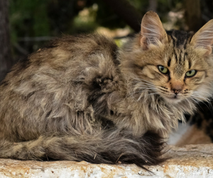 How To Recognize Pain In Aging Cats