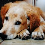 Recognizing Pain In Dogs