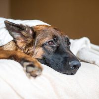 Are Your Dog's Respiratory Symptoms Caused By Canine Influenza?