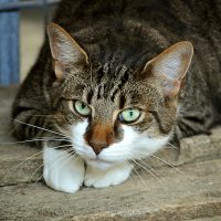 Learn About The Preventive Healthcare Guidelines For Cats