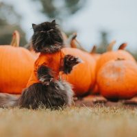 Follow These Halloween Safety Tips For Your Pet