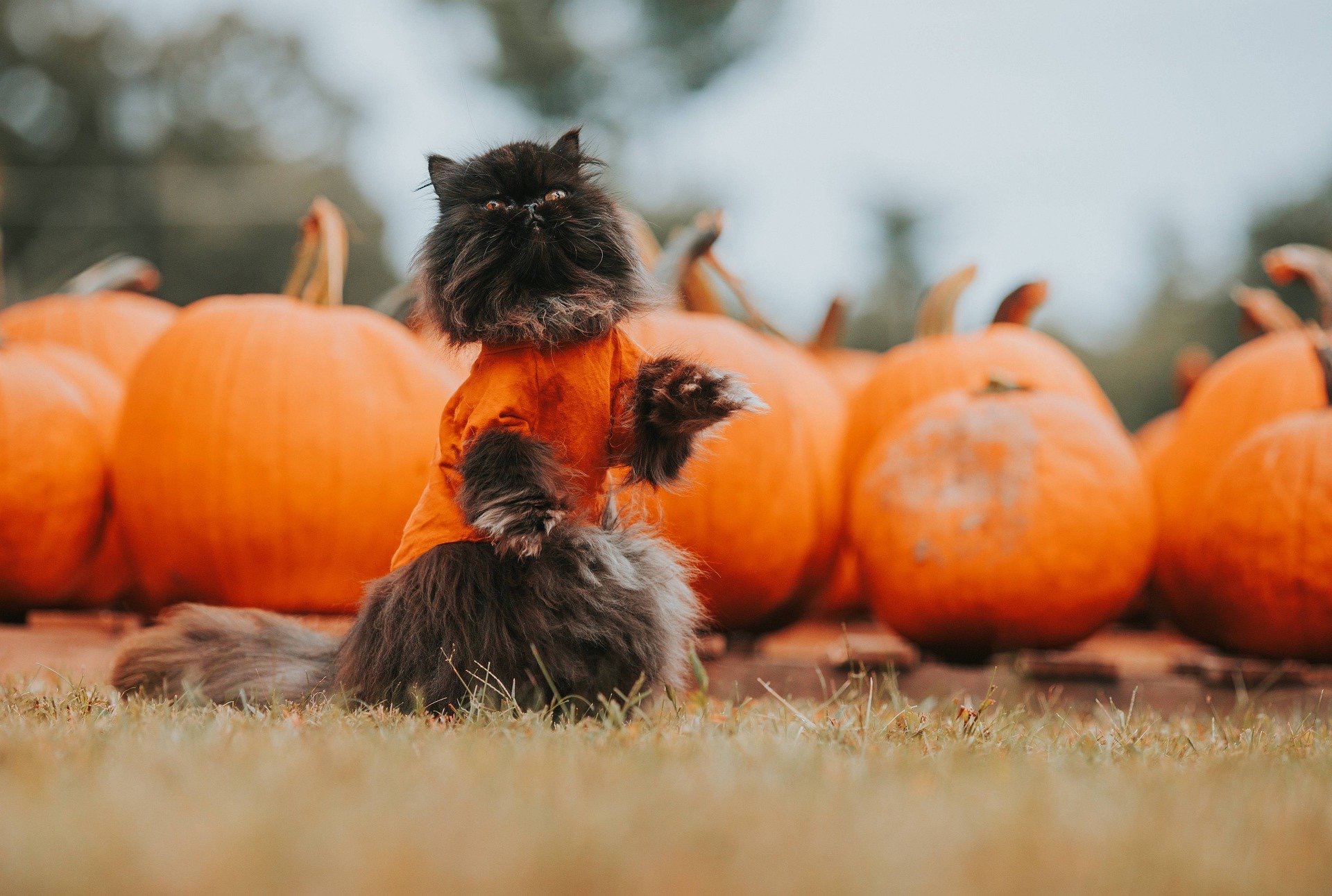 follow-these-halloween-safety-tips-for-your-pet-snodgrass-veterinary