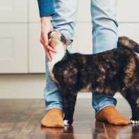 Pet Selection: What To Consider When Choosing A Cat
