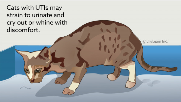 Recognizing Treating UTIs In Cats Snodgrass Veterinary Medical