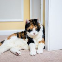 What To Consider When Caring For A Senior Cat