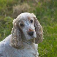 What To Consider When Caring For A Senior Dog