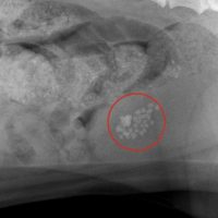 Recognizing & Treating Bladder Stones In Dogs