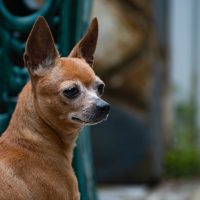 Recognizing & Managing Arthritis In Dogs