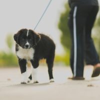 Check Out These Helpful Tips For Walking Your Dog