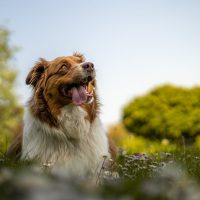 Understanding Senior Pet Cognitive Dysfunction