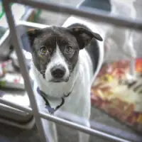 Understanding Separation Anxiety In Dogs Understanding Separation Anxiety In Dogs