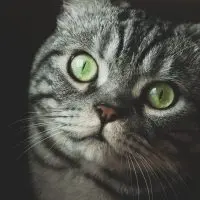 Why Do Cats Have Whiskers? Why Do Cats Have Whiskers?