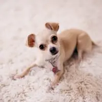 Understanding Canine Communication