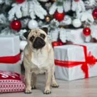 Keep Your Pet Safe From These Holiday Toxins Keep Your Pet Safe From These Holiday Toxins