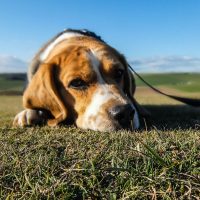 Understanding & Treating Giardia In Dogs