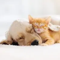 Taking Your Pet’s Temperature Taking Your Pet’s Temperature