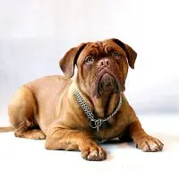 Testing & Monitoring Diabetes In Dog Testing & Monitoring Diabetes In Dog