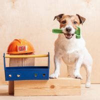 Learn How To Make Home Renovations Safe For Your Pet