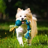 Avoid These Summer Pet Toxins