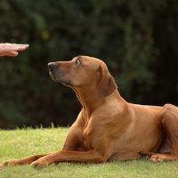 Teaching & Training A Deaf Dog