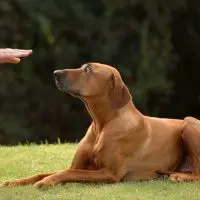 Teaching & Training A Deaf Dog Teaching & Training A Deaf Dog