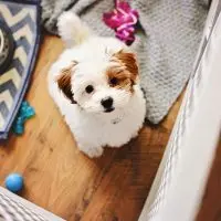 Getting Your Puppy Started Off Right Getting Your Puppy Started Off Right