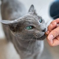 Teaching & Training A Deaf Cat