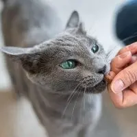 Teaching & Training A Deaf Cat Teaching & Training A Deaf Cat