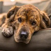These Household Items Are Poisonous/Toxic To Dogs These Household Items Are Poisonous/Toxic To Dogs