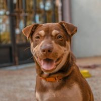 Do Dogs Recognize Facial Expressions?