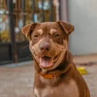 Do Dogs Recognize Facial Expressions? Do Dogs Recognize Facial Expressions?