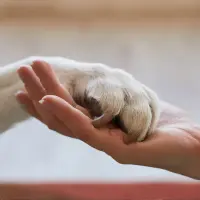 Understanding A Senior Or Sick Pet’s Quality Of Life Untitled design