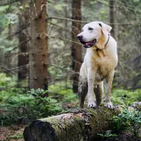 Understanding Ehrlichiosis In Dogs Understanding Ehrlichiosis In Dogs