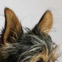 Diagnosing & Treating Ear Infections In Dogs Diagnosing & Treating Ear Infections In Dogs