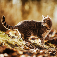 Understanding Cytauxzoonosis (Bobcat Fever) In Cats