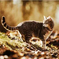 Understanding Cytauxzoonosis (Bobcat Fever) In Cats Understanding Cytauxzoonosis (Bobcat Fever) In Cats